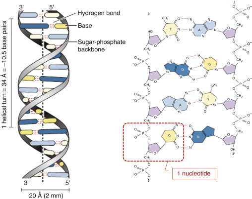 parts of dna diagram