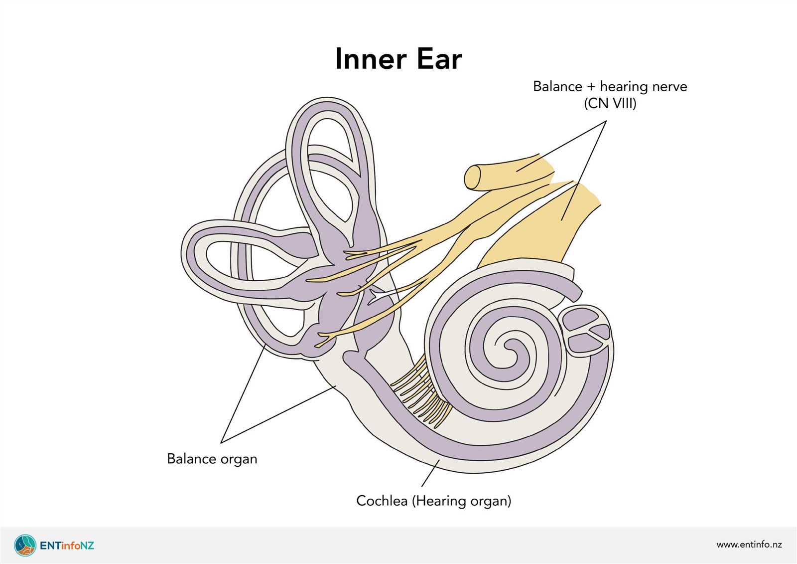 parts of ear diagram