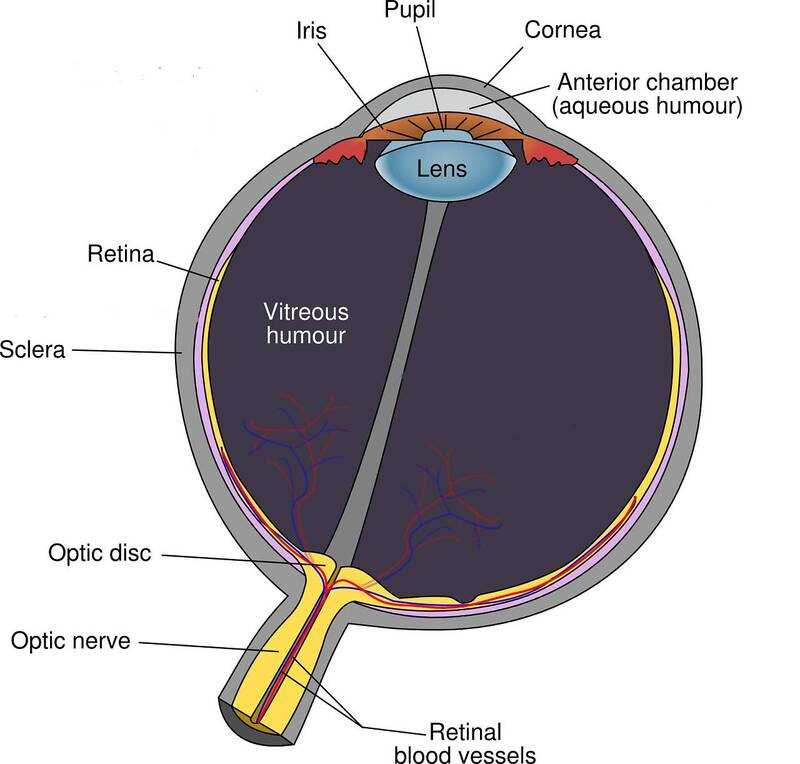 parts of eye diagram