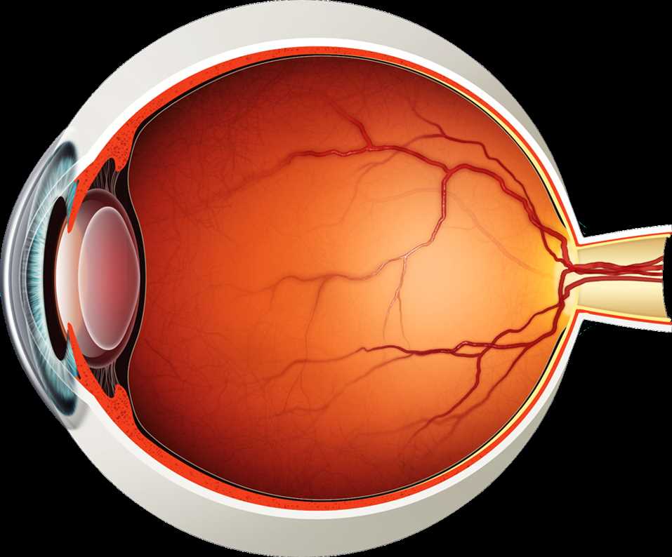 parts of eye diagram