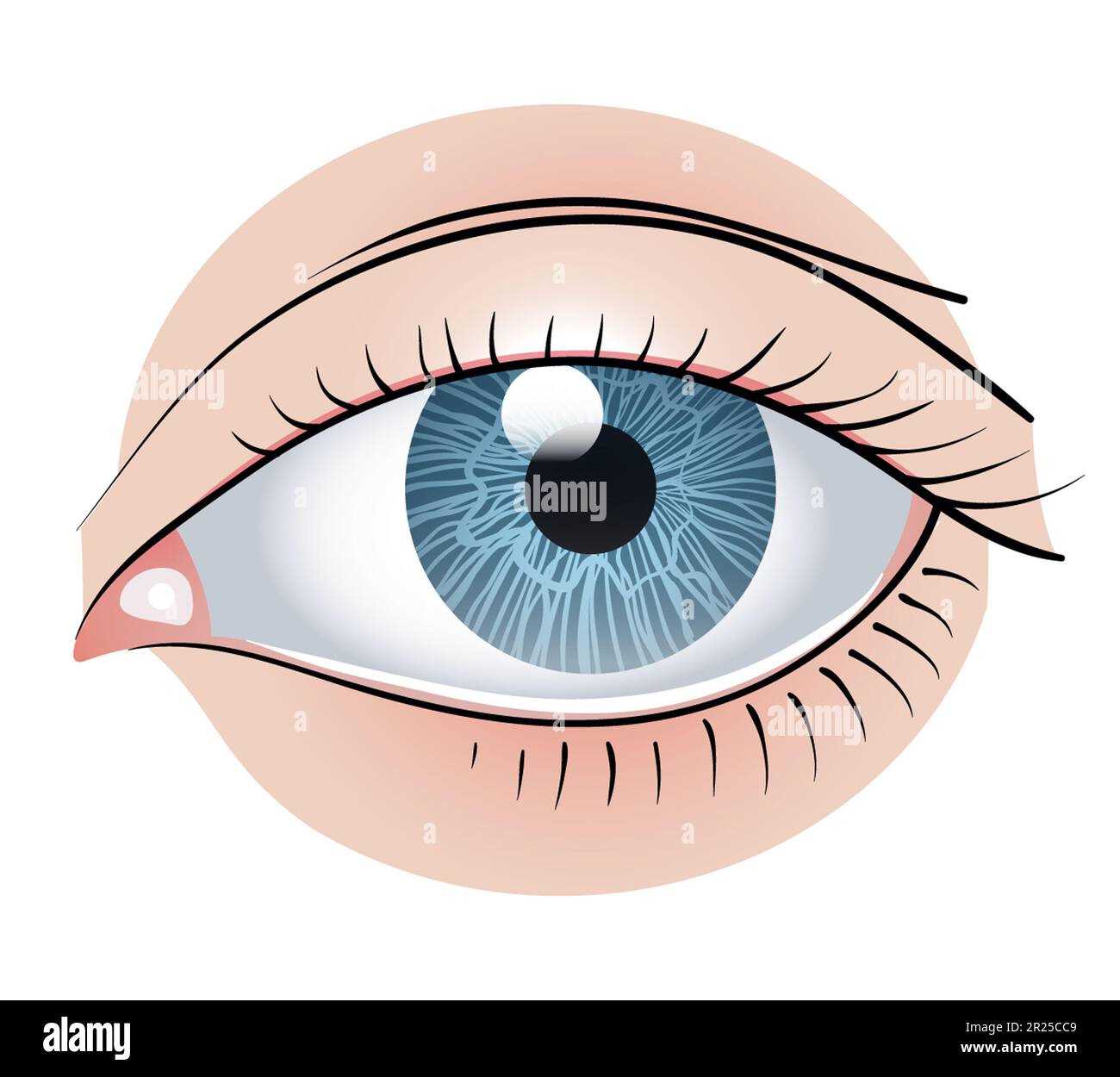 parts of eye with diagram