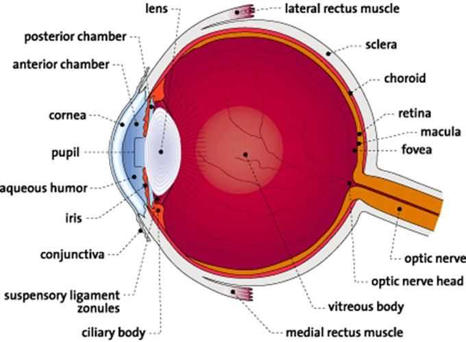 parts of eye with diagram