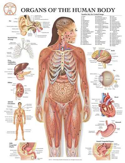 parts of female body diagram