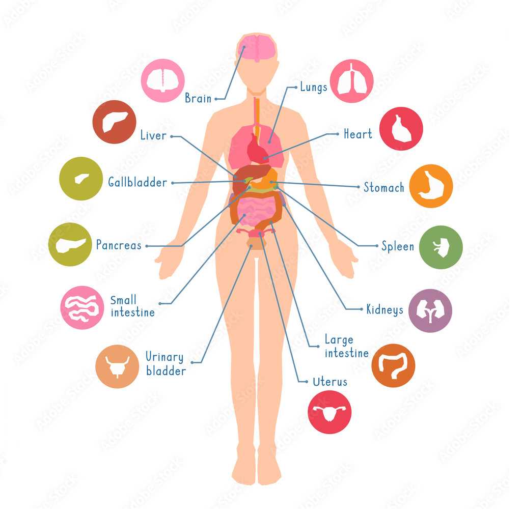 parts of female body diagram