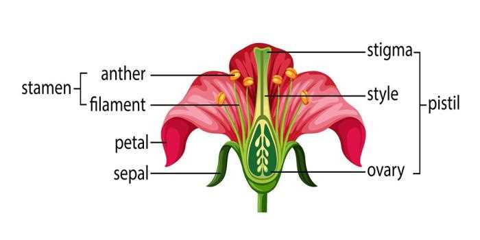 parts of flower diagram labeled