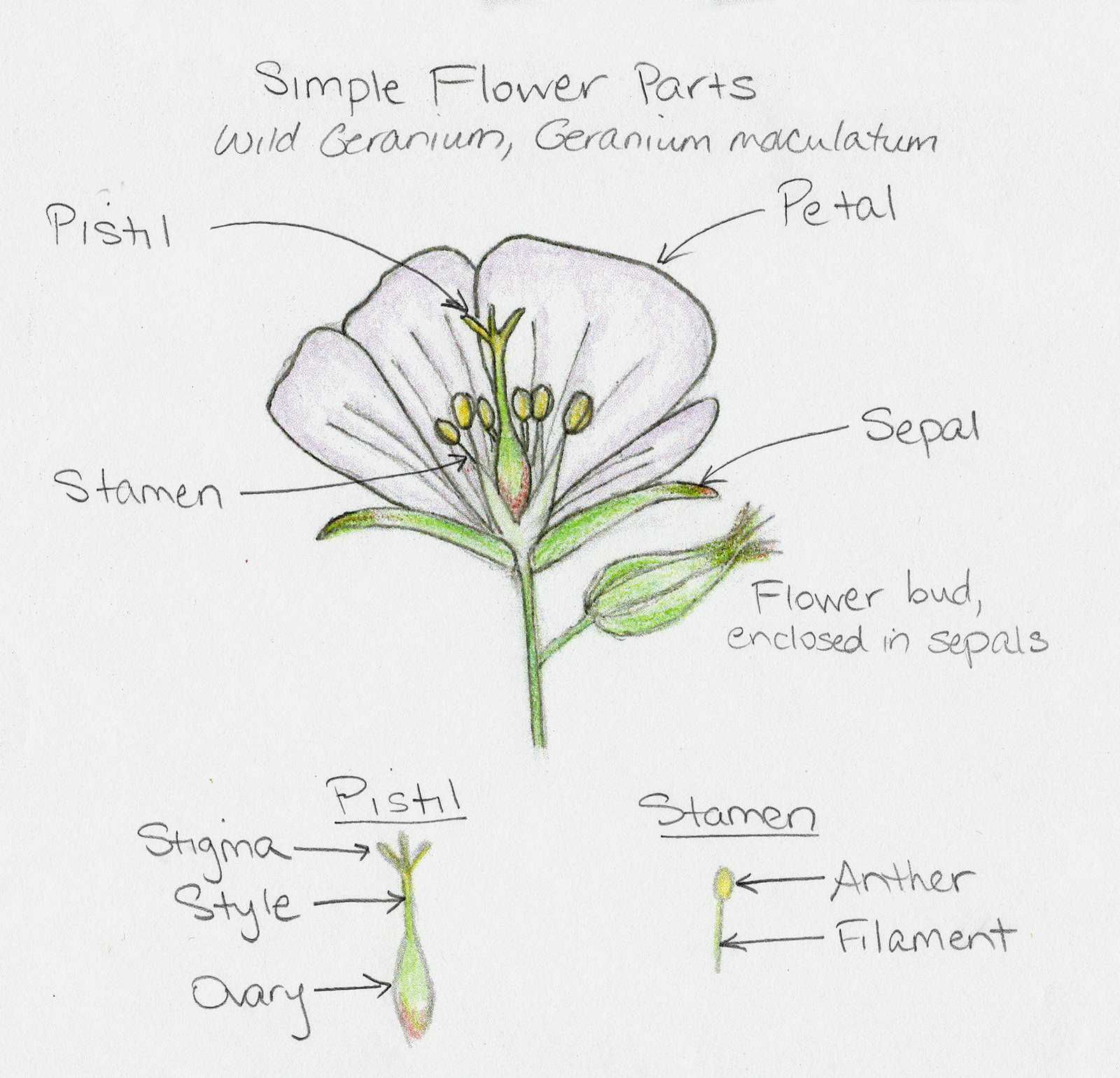 parts of flower diagram labeled