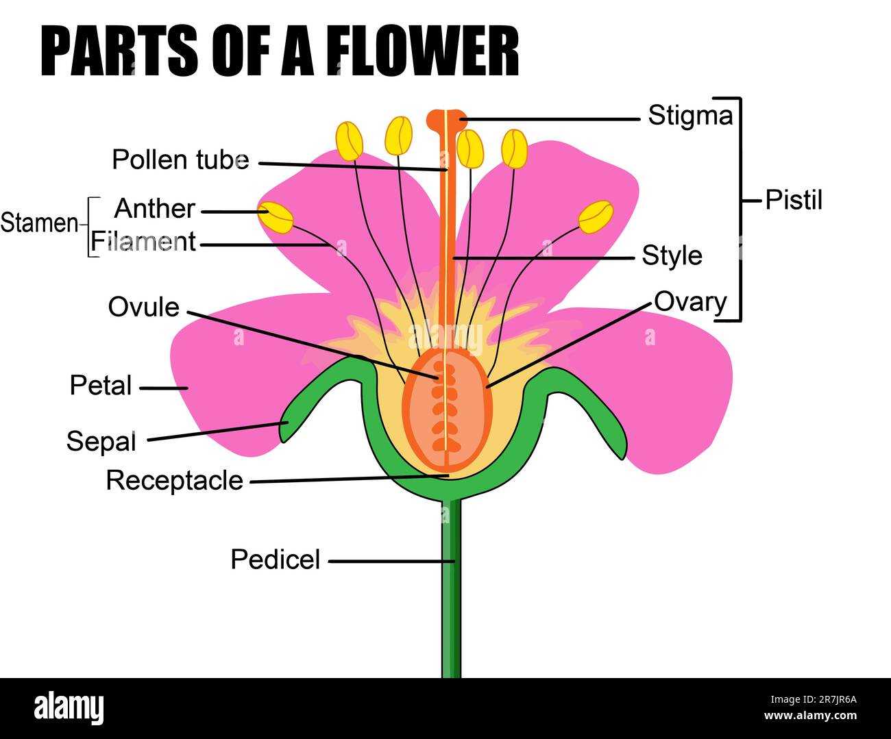 parts of flower diagram labeled