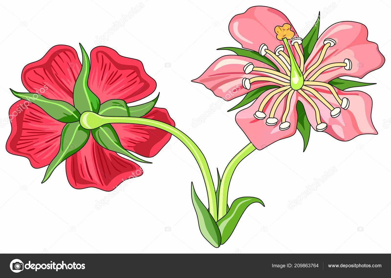 parts of flower labelled diagram