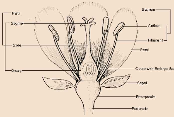 parts of flower labelled diagram