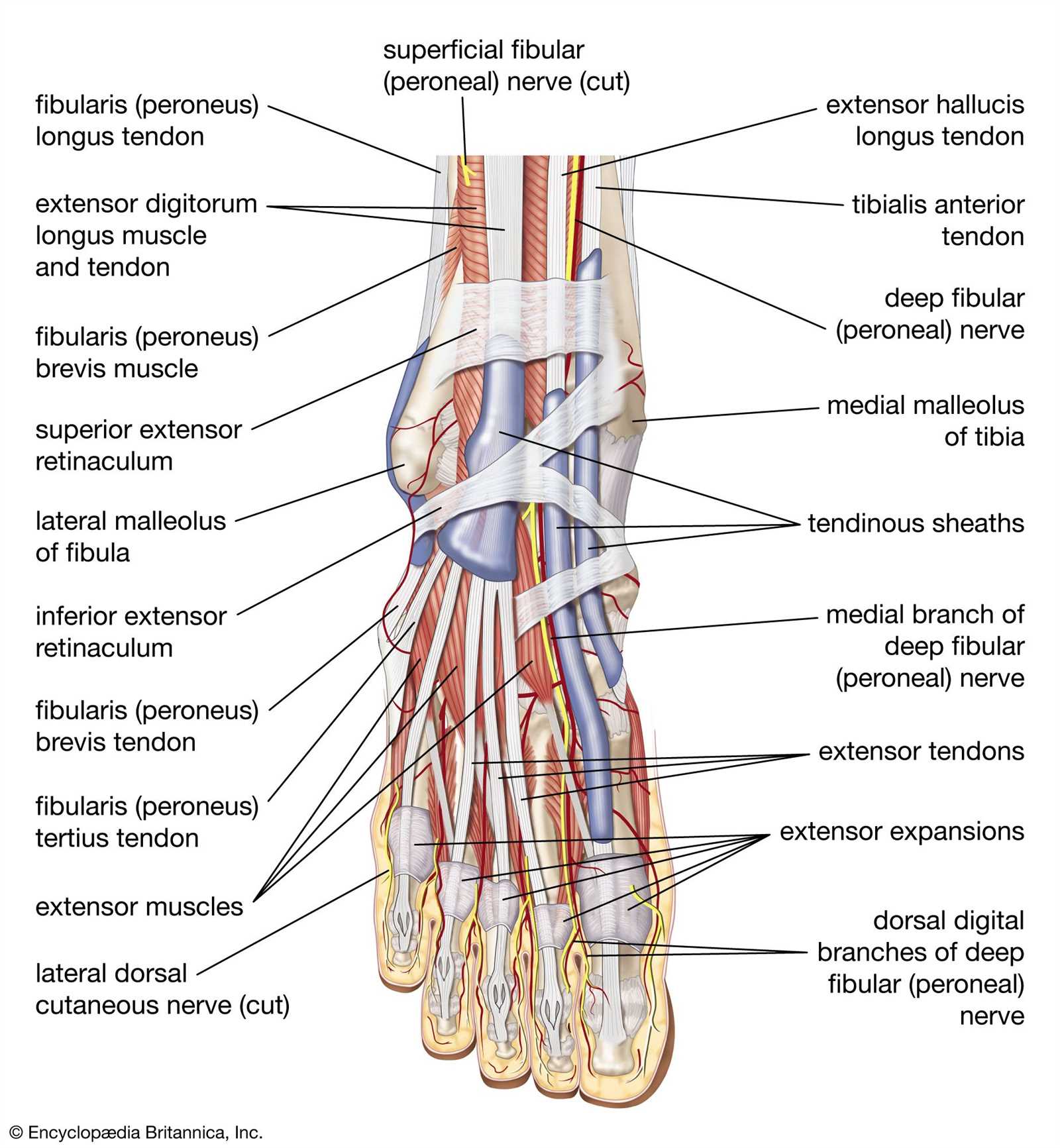 parts of foot diagram