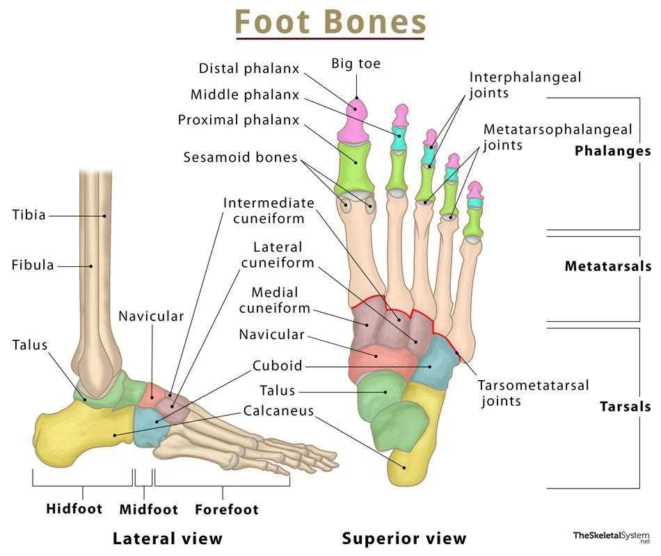 parts of foot diagram