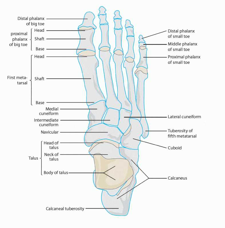 parts of foot diagram