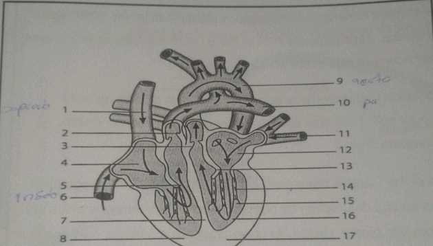 parts of heart diagram