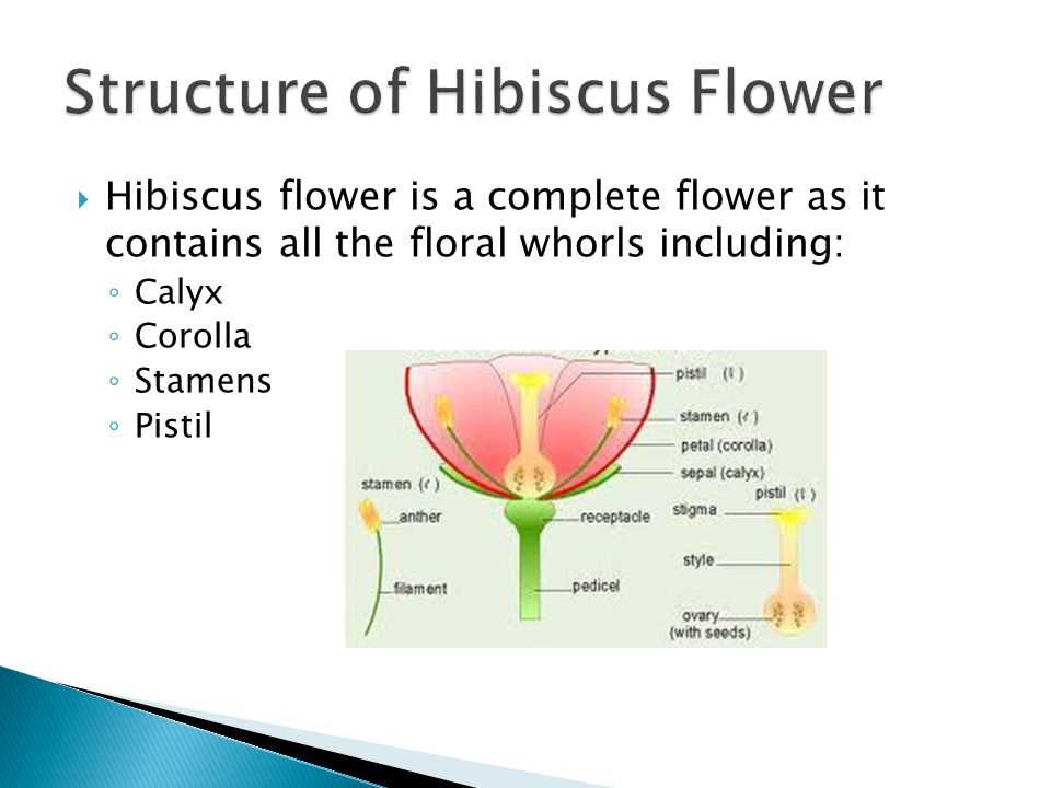 parts of hibiscus flower diagram