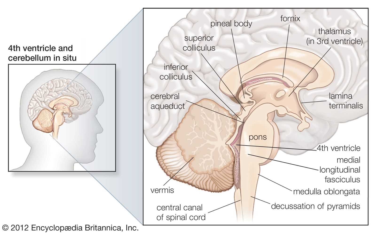 parts of human brain diagram