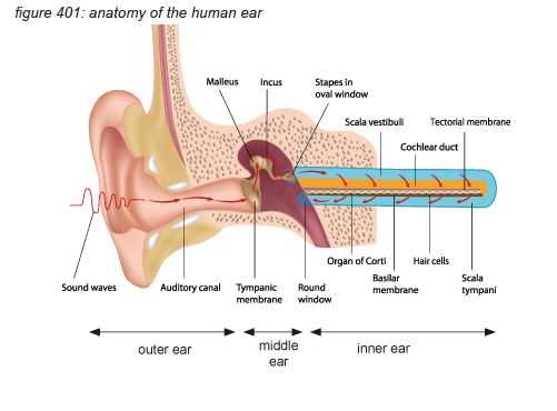 parts of human ear diagram