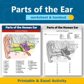 parts of human ear diagram