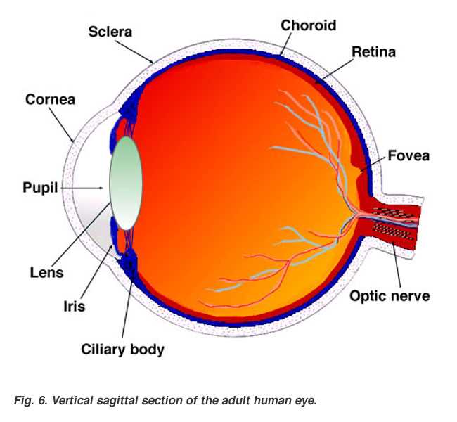 parts of human eye diagram