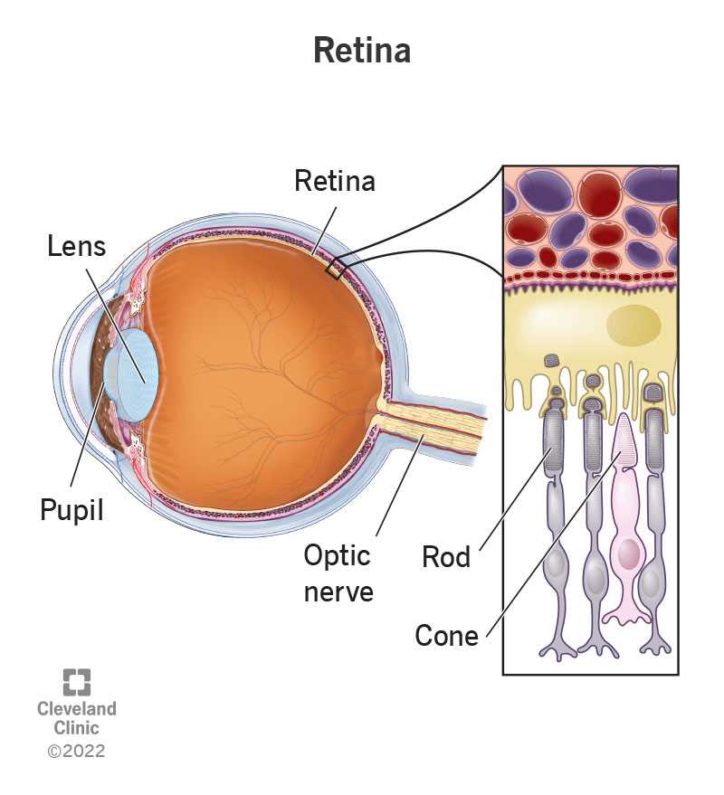 parts of human eye diagram