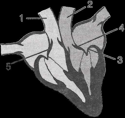 parts of human heart diagram