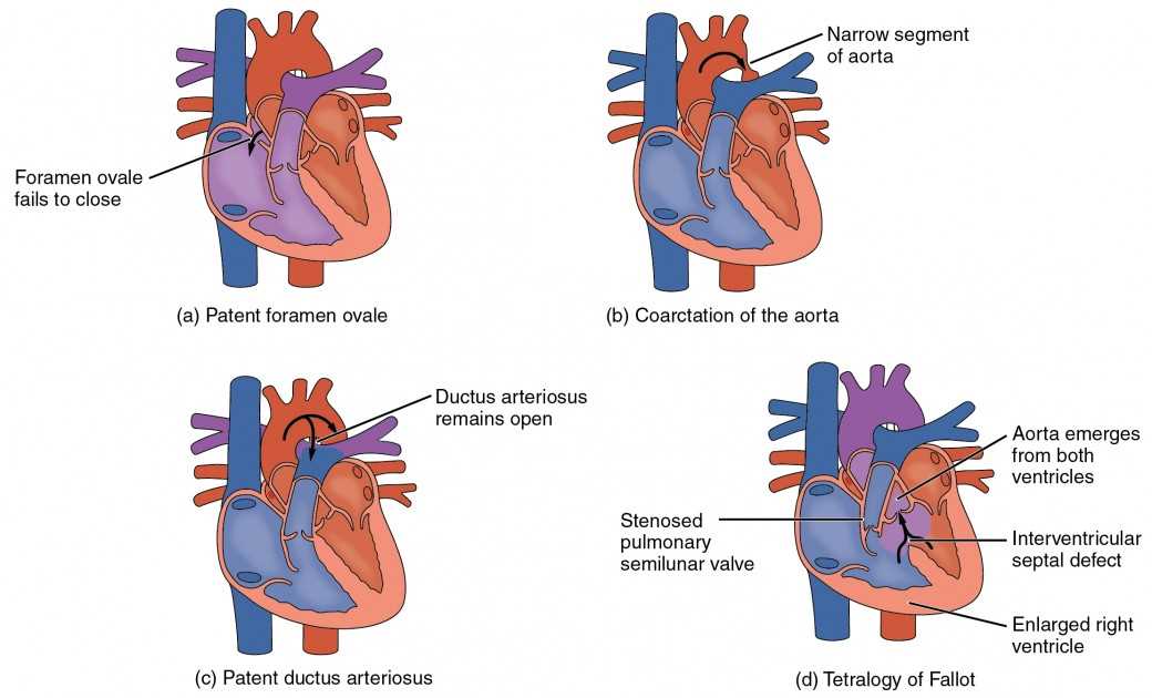 parts of human heart diagram