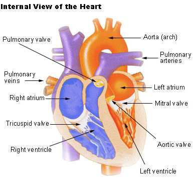 parts of human heart diagram