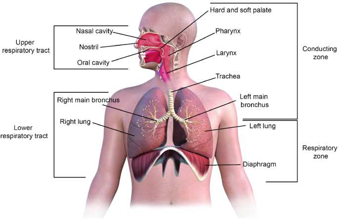 parts of human nose diagram