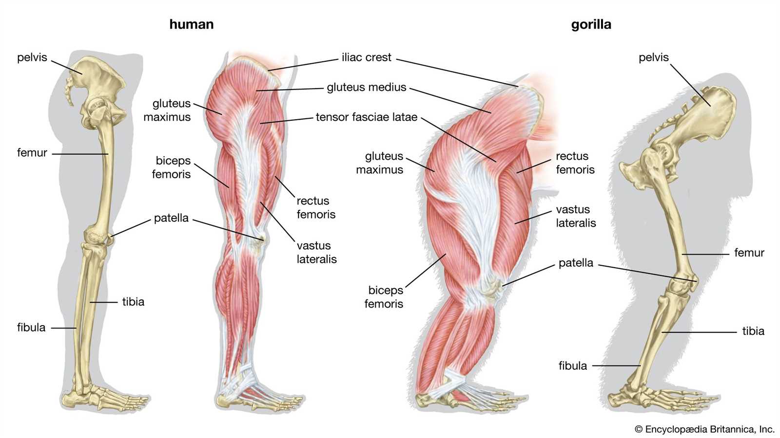 parts of leg diagram