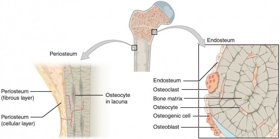 parts of long bone diagram