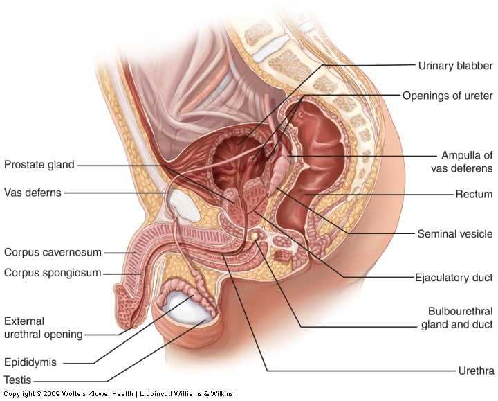 parts of male reproductive system diagram