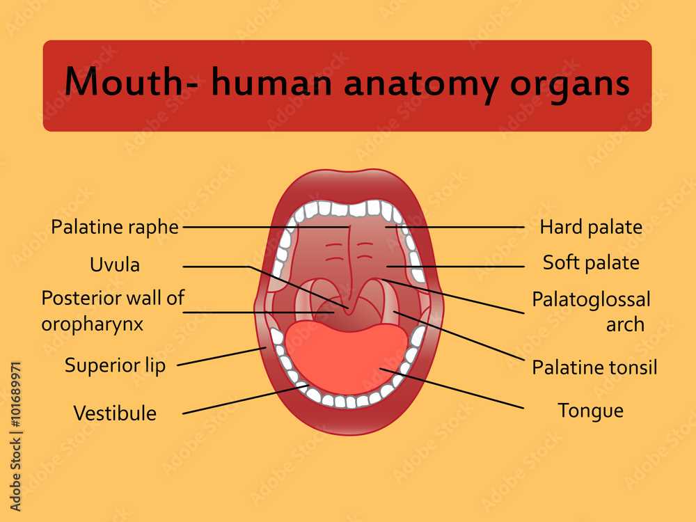 parts of mouth diagram