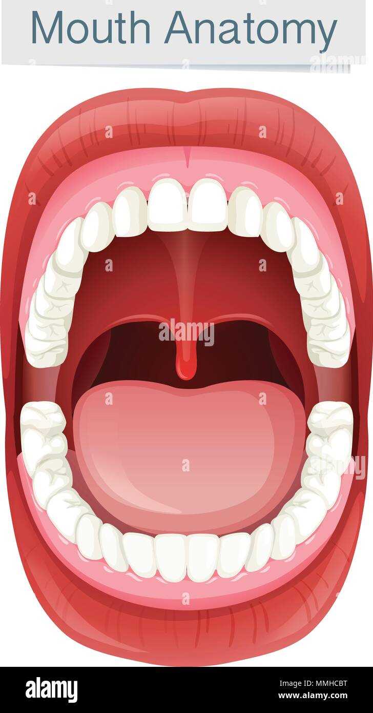 parts of mouth diagram