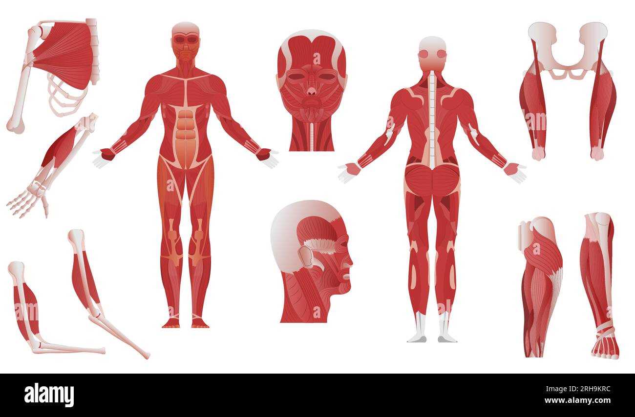 parts of muscle diagram