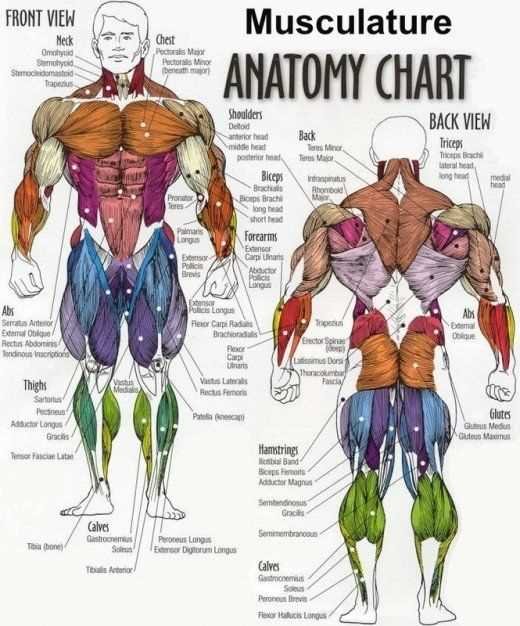 parts of muscle diagram