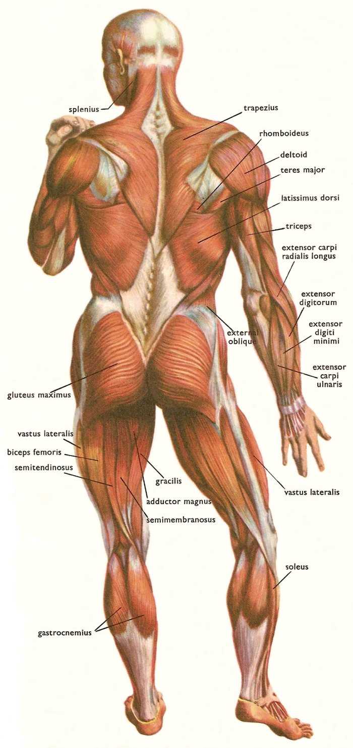 parts of muscle diagram