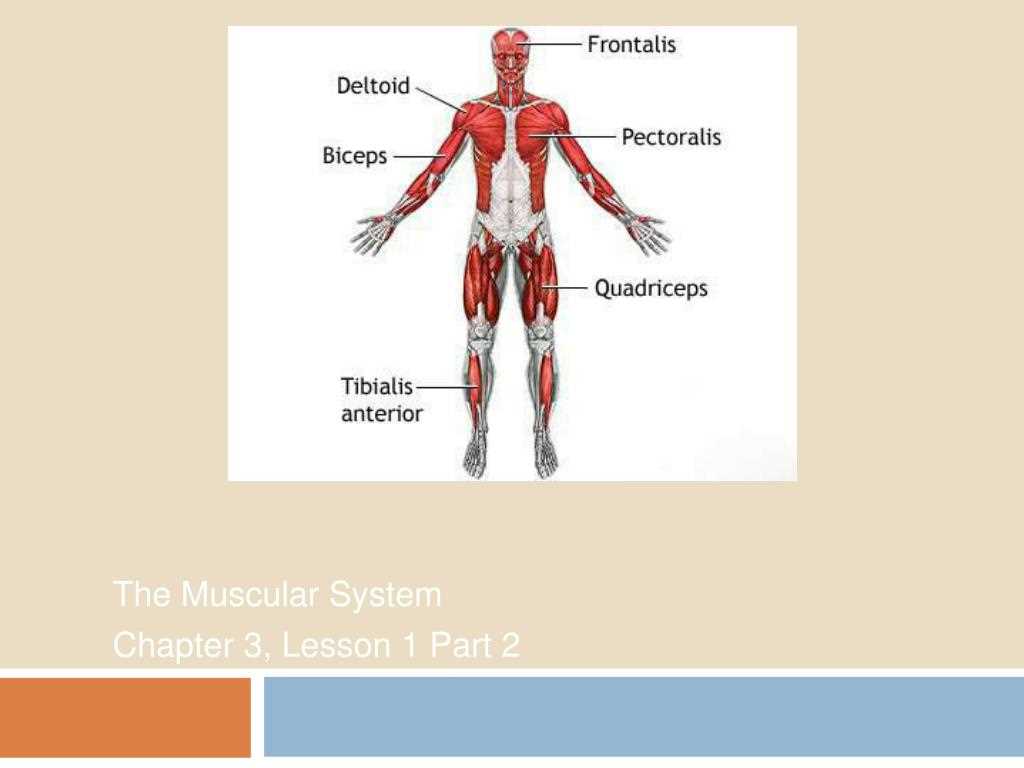 parts of muscle diagram