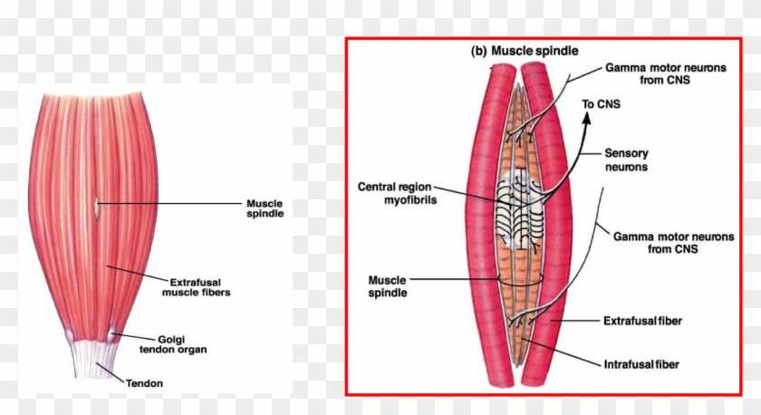 parts of muscle diagram