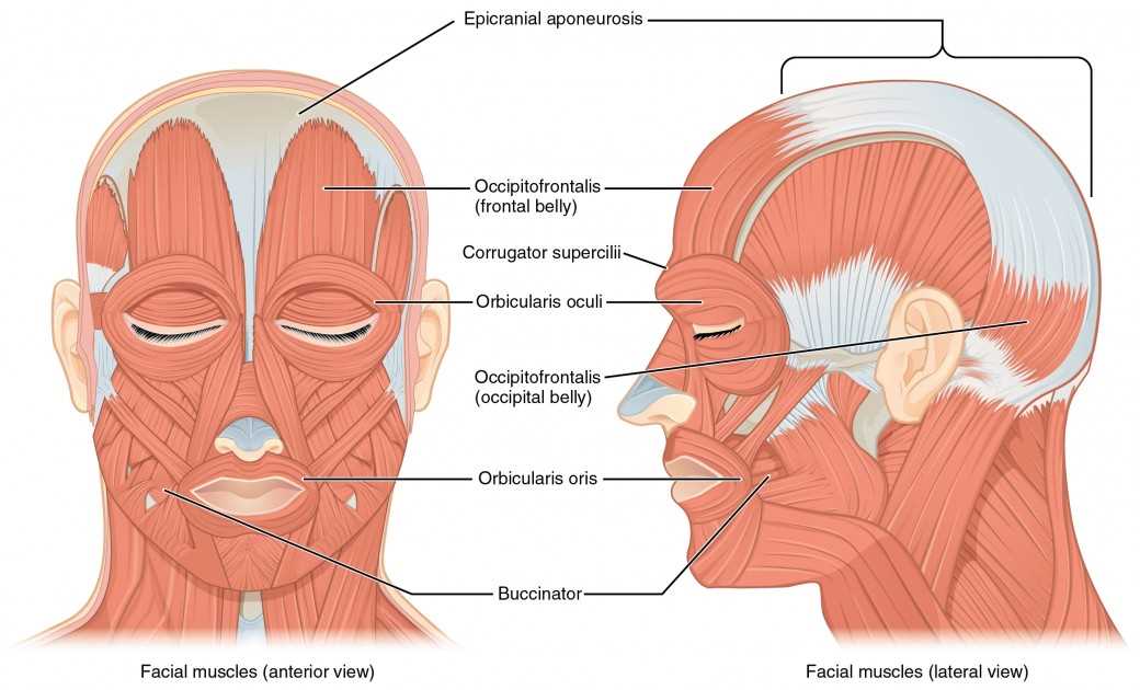 parts of muscle diagram