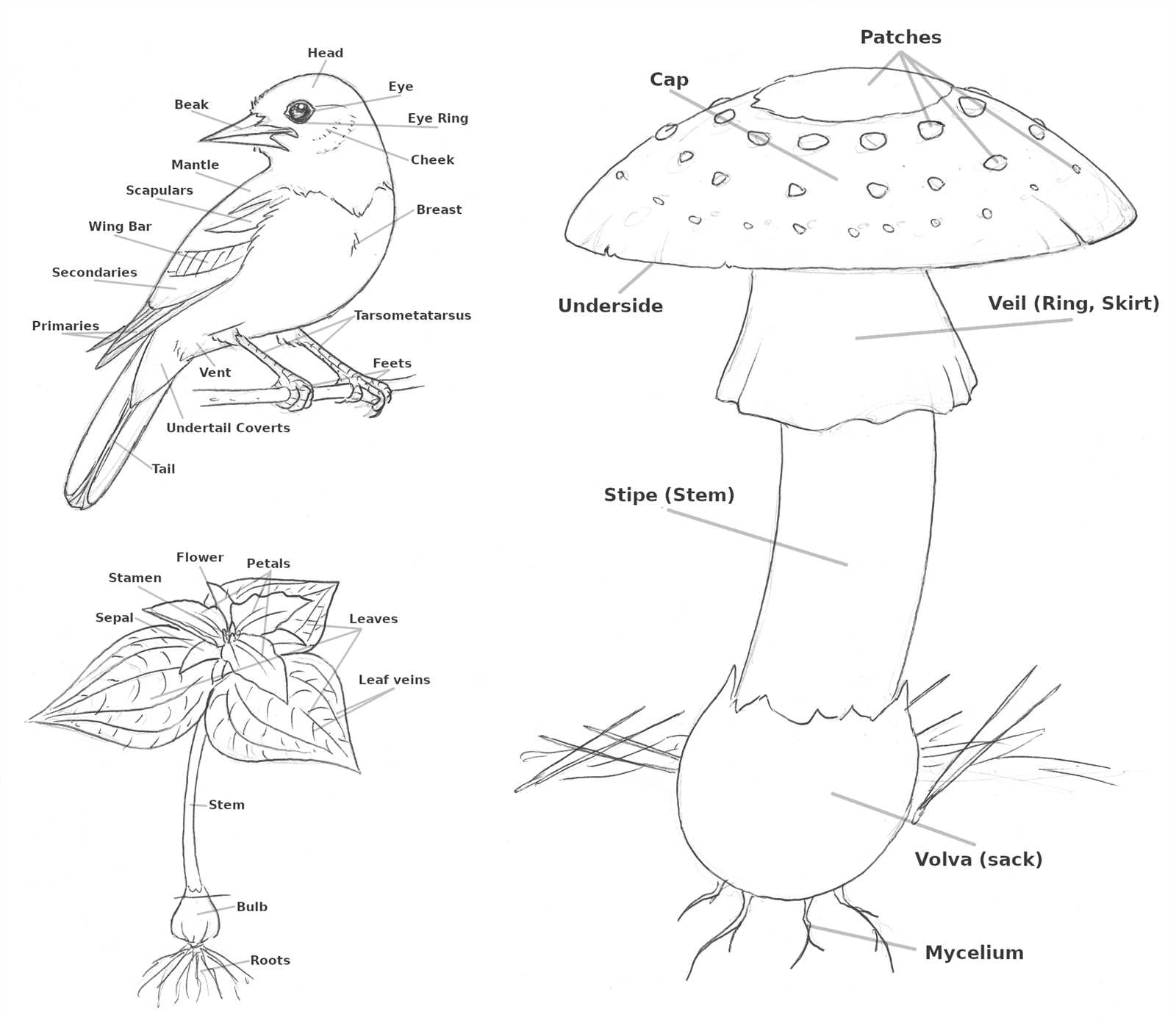 parts of mushroom diagram