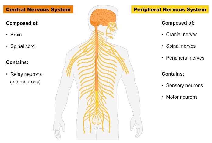 parts of nervous system diagram