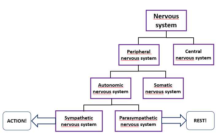 parts of nervous system diagram