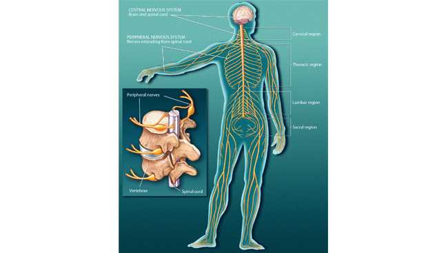 parts of nervous system diagram