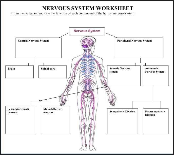 parts of nervous system diagram