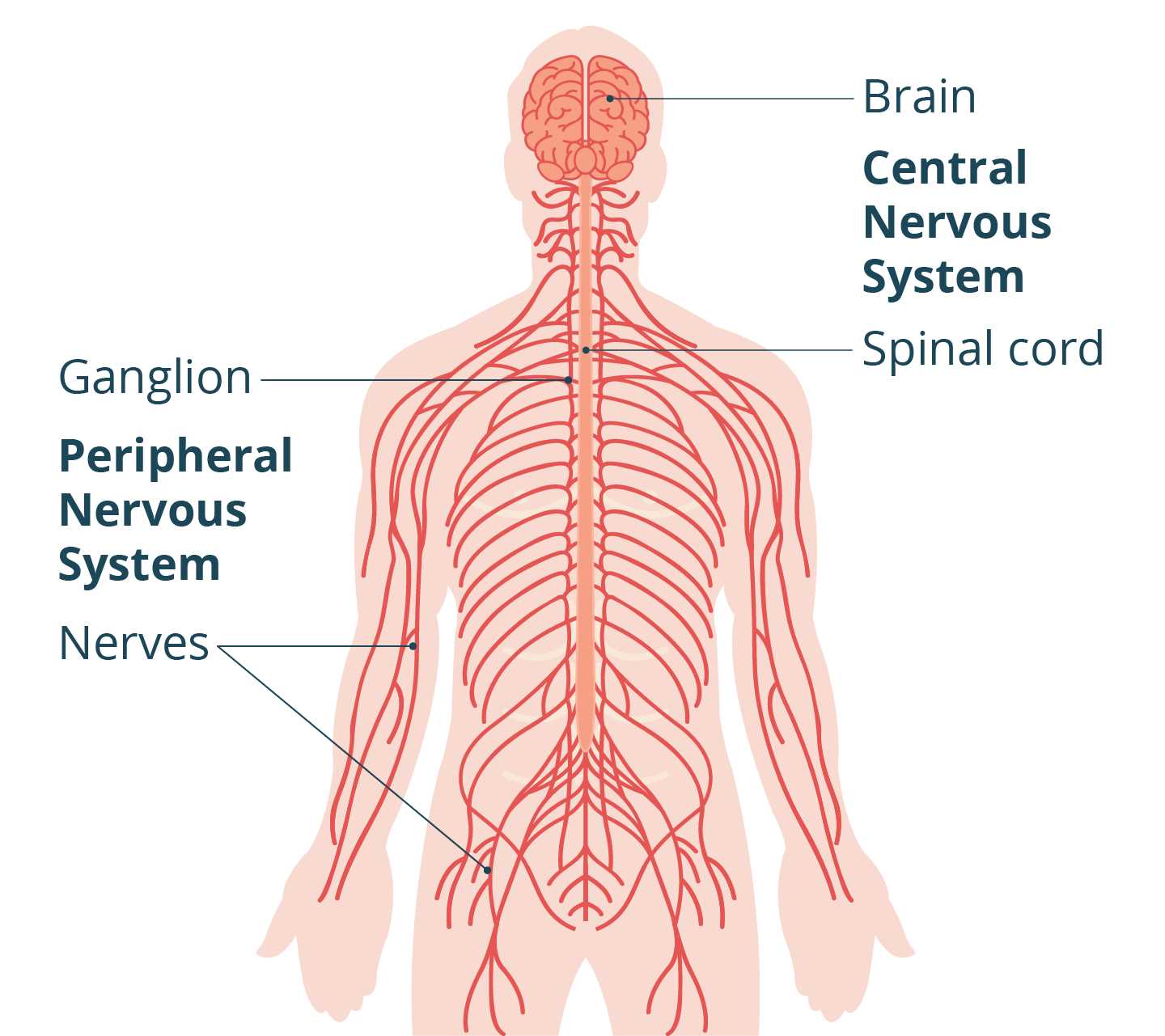 parts of nervous system diagram