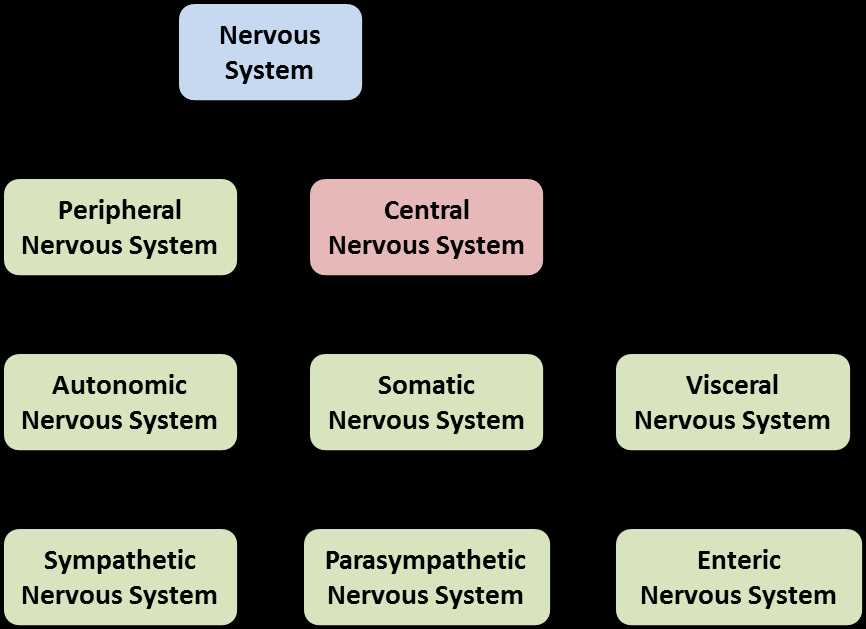 parts of nervous system diagram