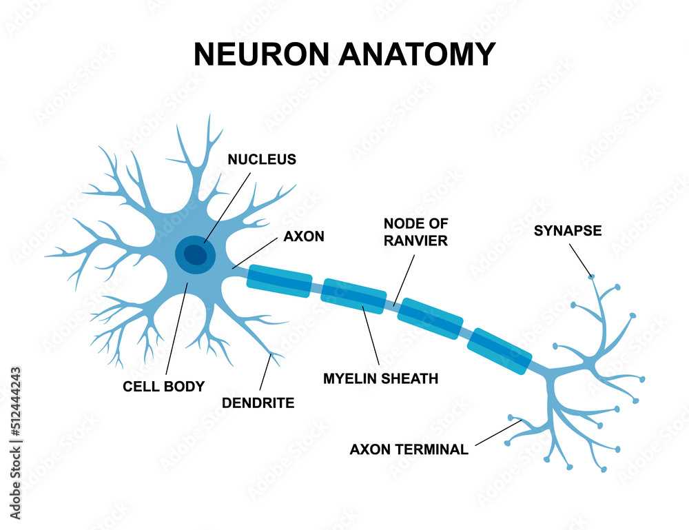 parts of neuron diagram