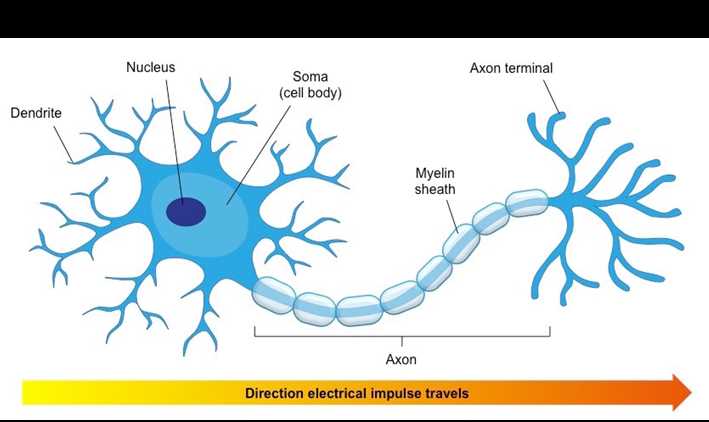 parts of neuron diagram