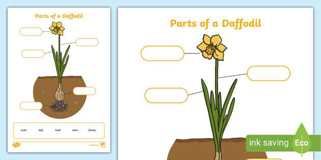 parts of plants diagram without label