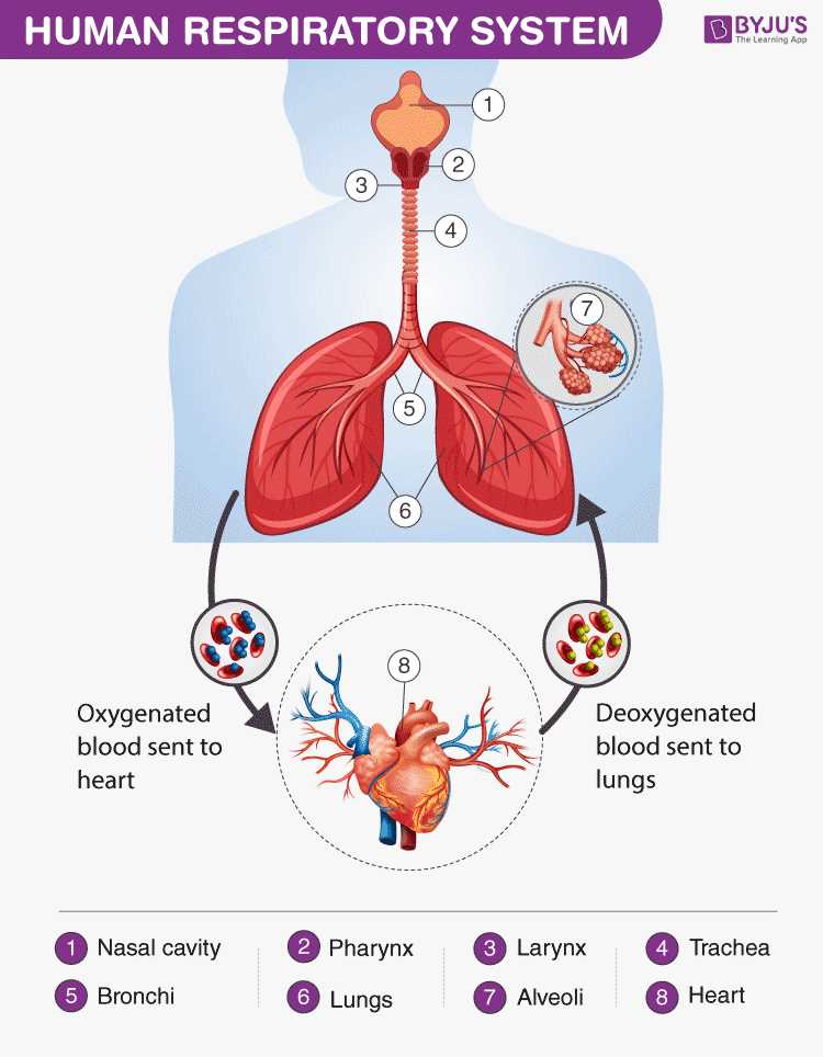 parts of respiratory system diagram