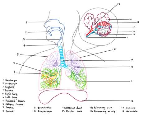 parts of respiratory system diagram